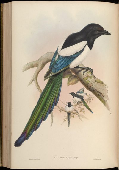 Pica bactriana = Pica pica bactriana by John Gould